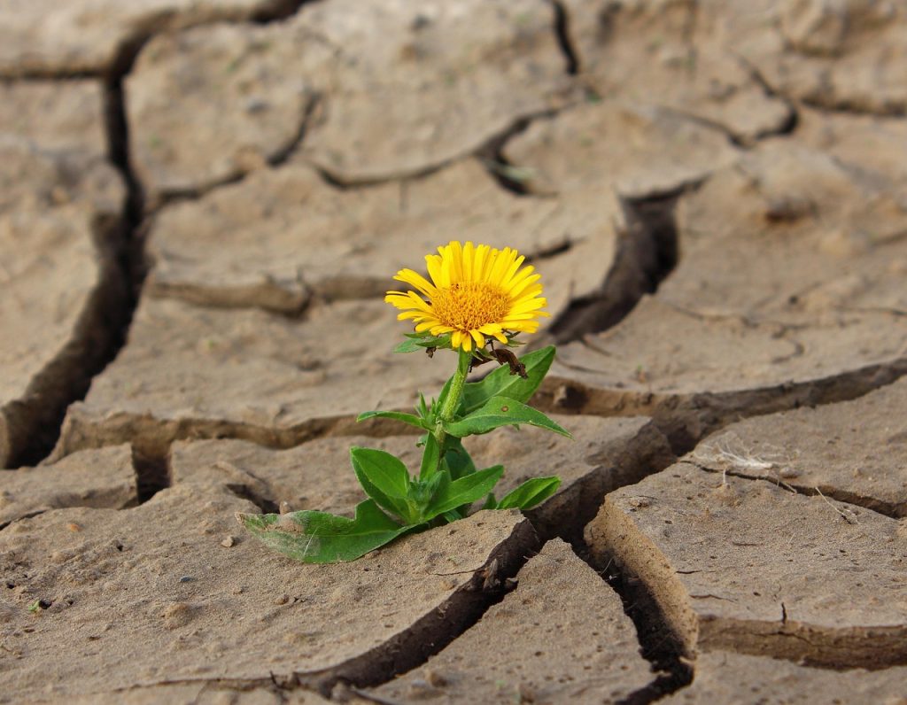 flower, life, yellow flower, crack, desert, drought, flower background, survival, flower wallpaper, loneliness, dry, beautiful flowers, dirt, nature, single flower, bloom, blossom, yellow petals